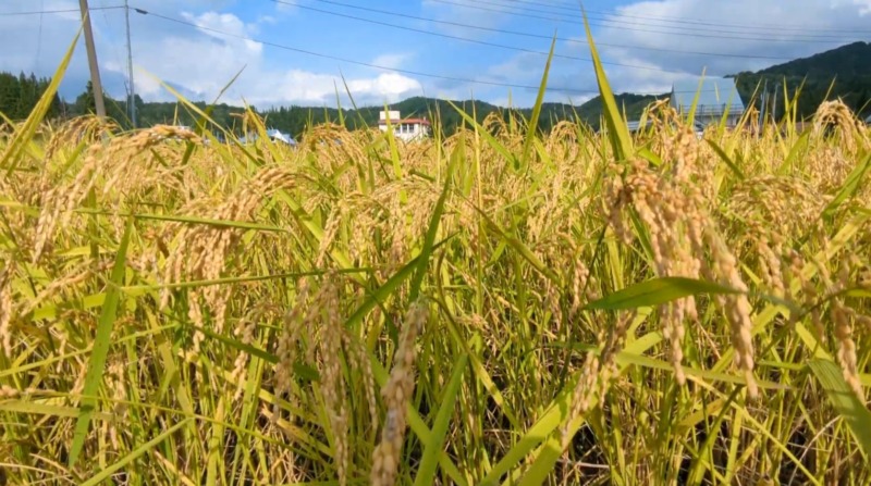 福山新田産コシヒカリ